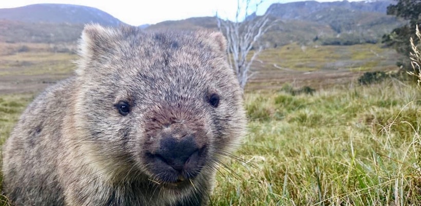 Das ist ein Wombat