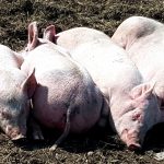 Tönnies zieht das Ringelschwänzchen ein